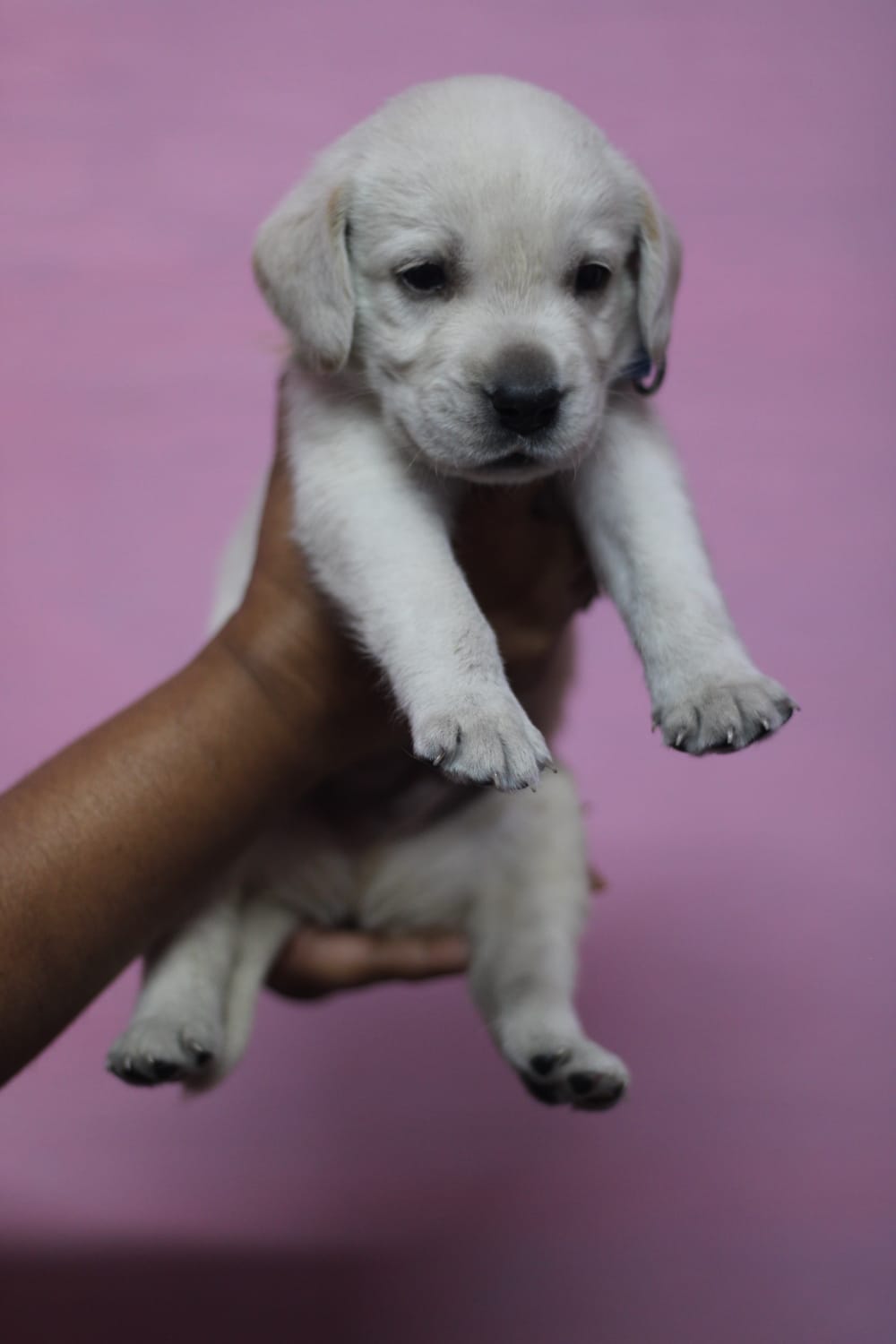 Labrador puppy's